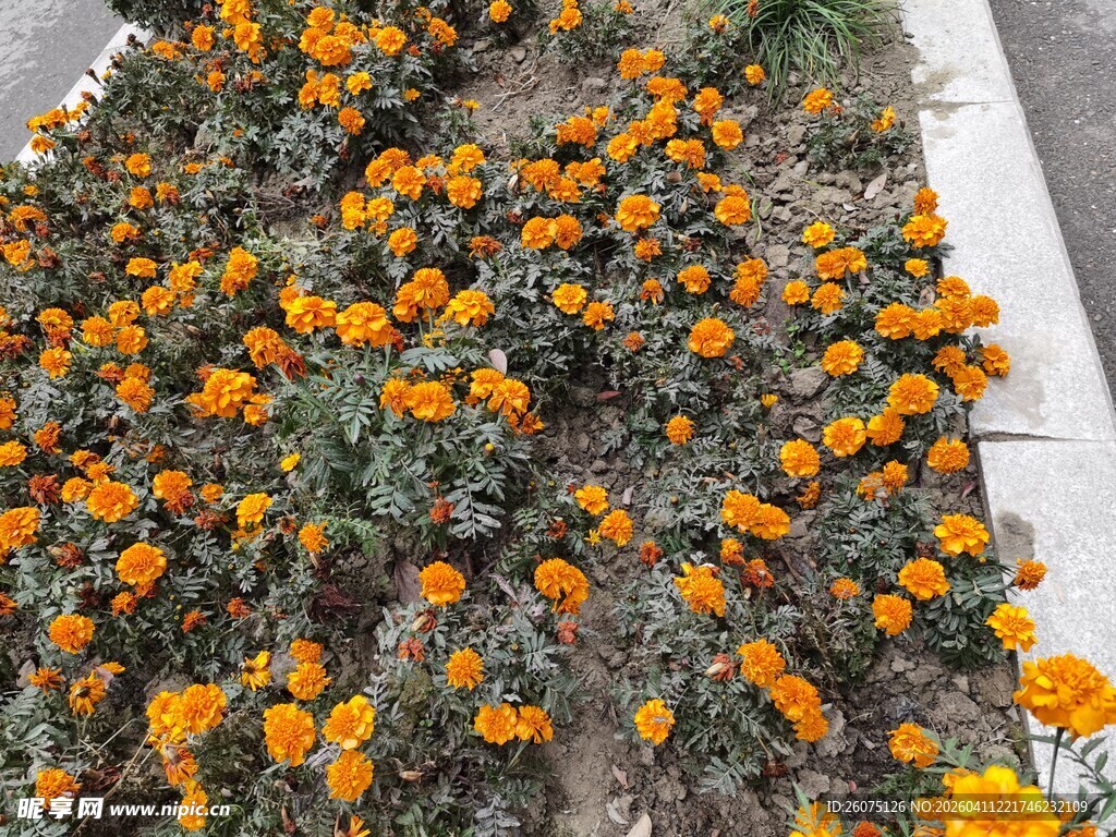 橙色花卉景观