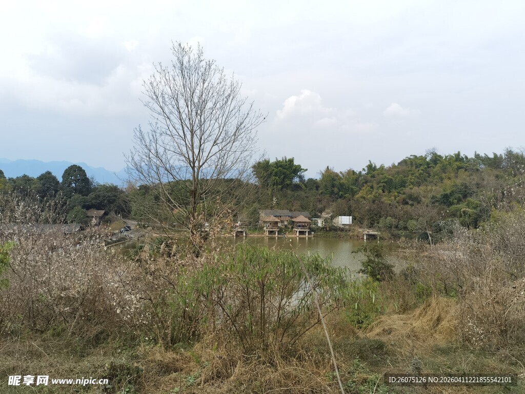 野外草地与稀疏树木景观