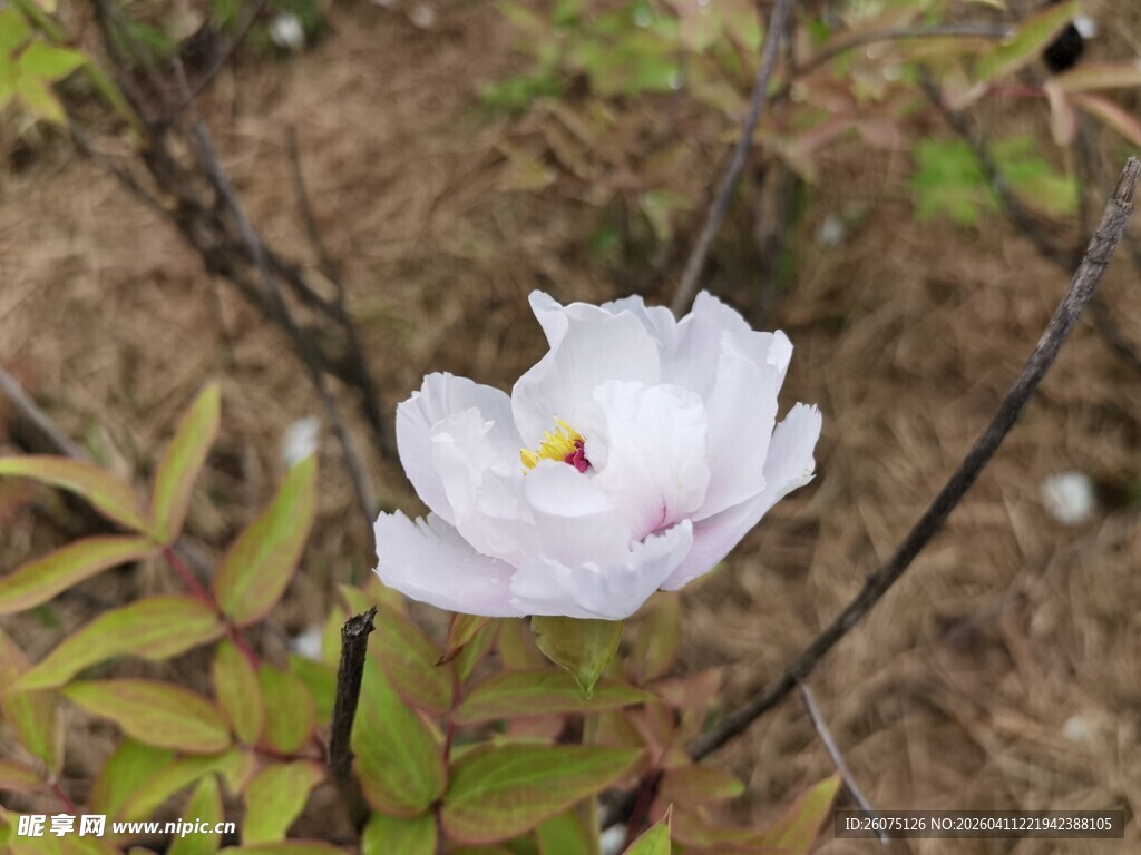 单朵绽放的娇艳白色花朵