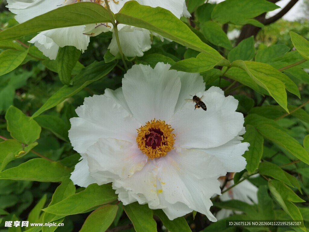 洁白牡丹绽放绿叶间