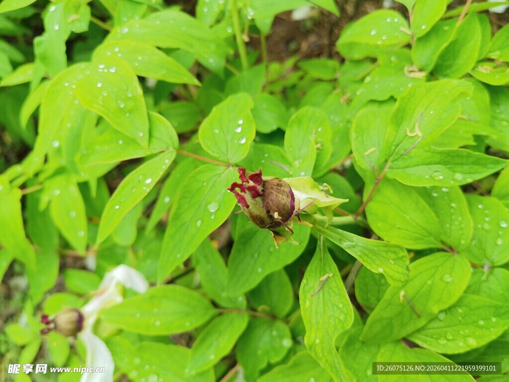 绿叶间的花苞