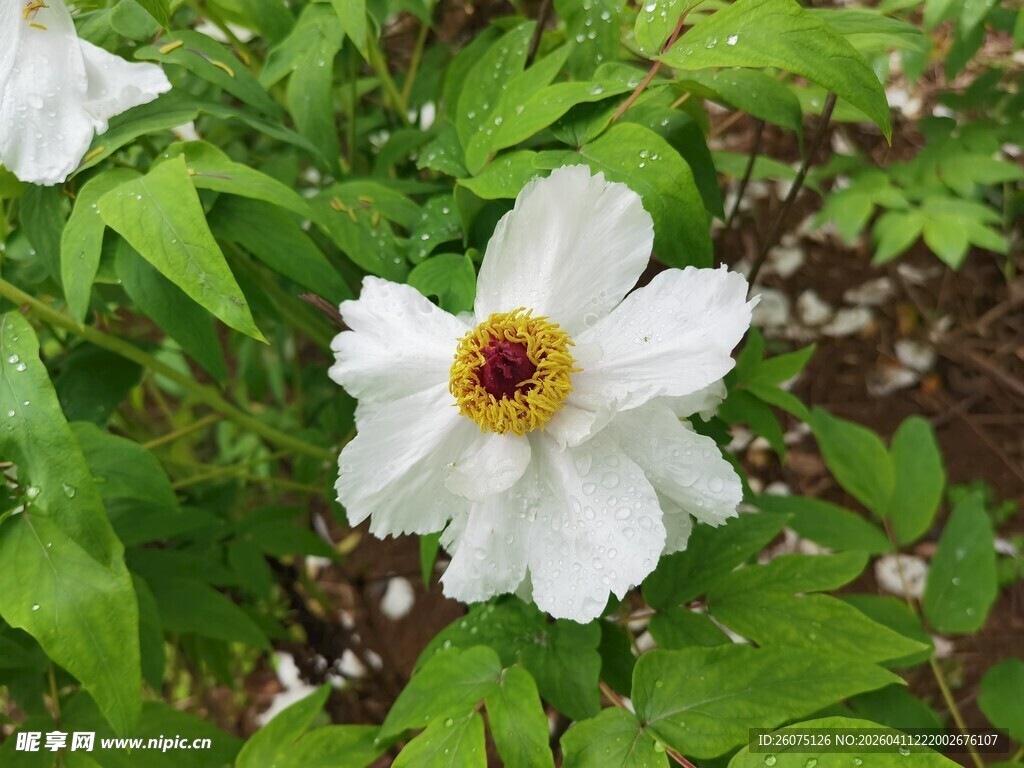 白色单瓣花朵绽放