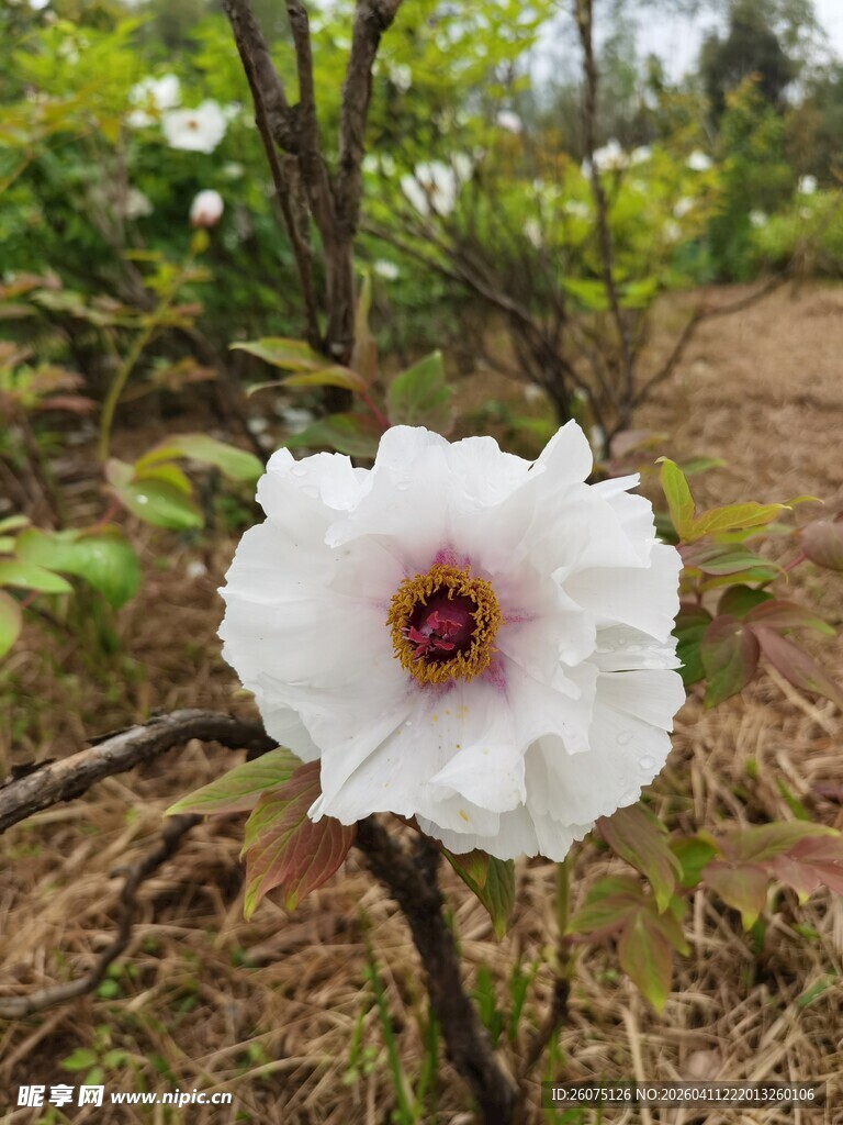 野外绽放的白色娇艳花朵
