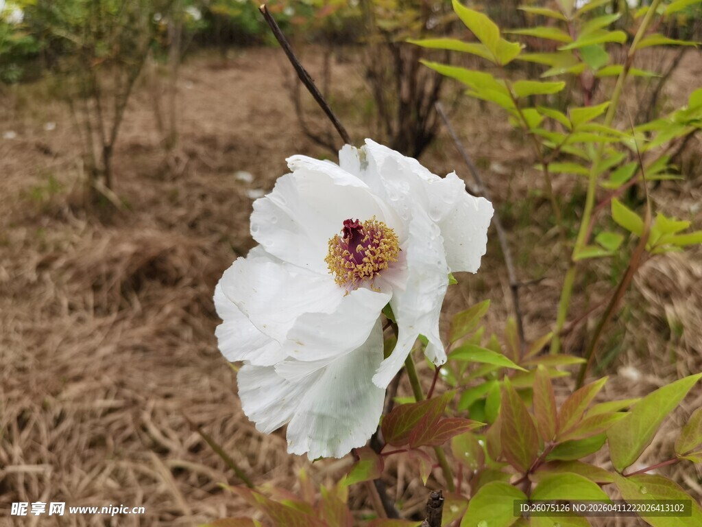 白色单朵盛开的娇艳花朵