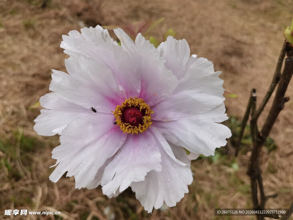 白色娇艳花朵特写