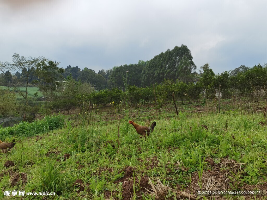 田野中的动物与绿植景观