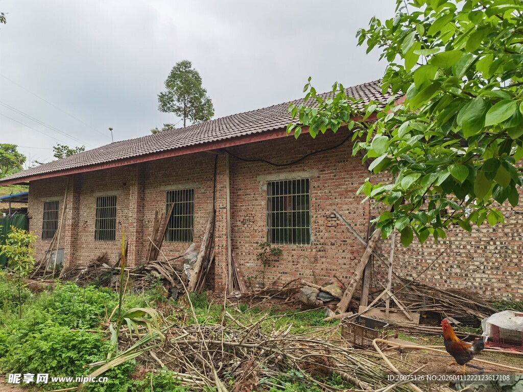 乡村旧屋旁的生机景象