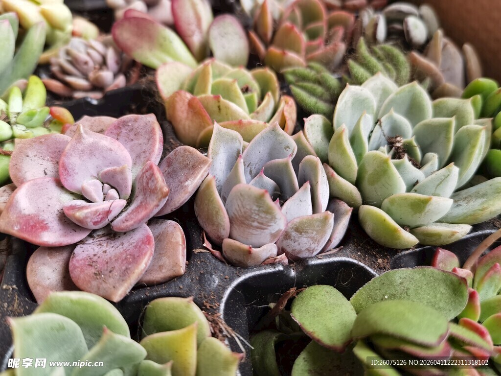 多彩多肉植物大集合