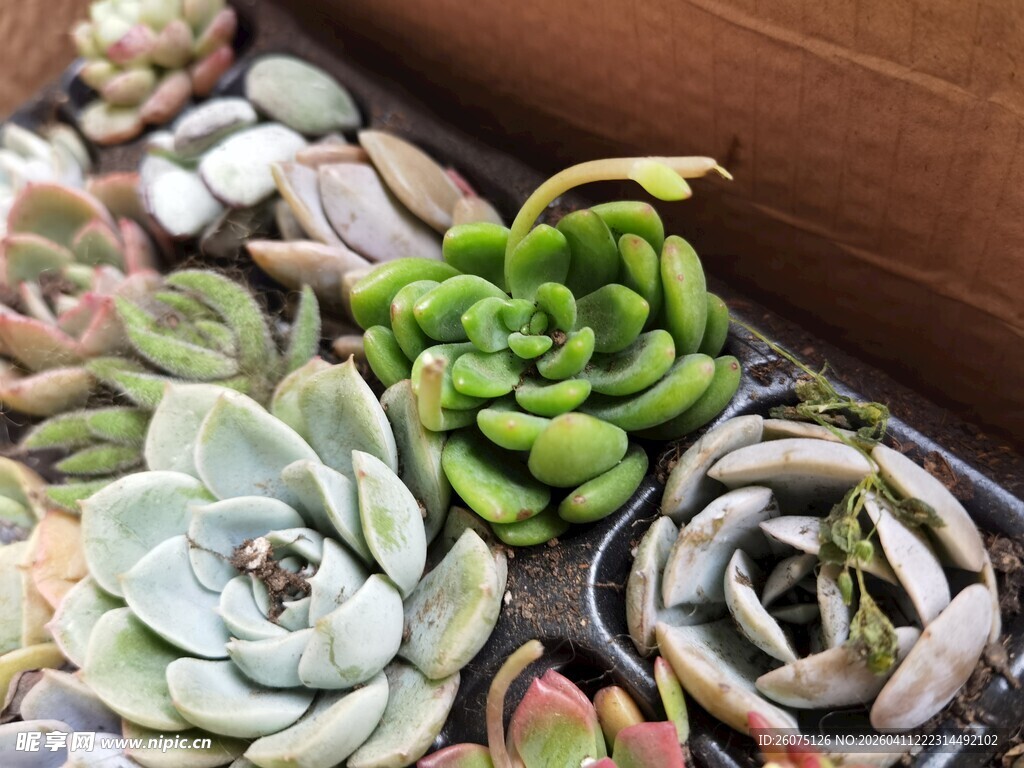 多彩多肉植物盆栽展示