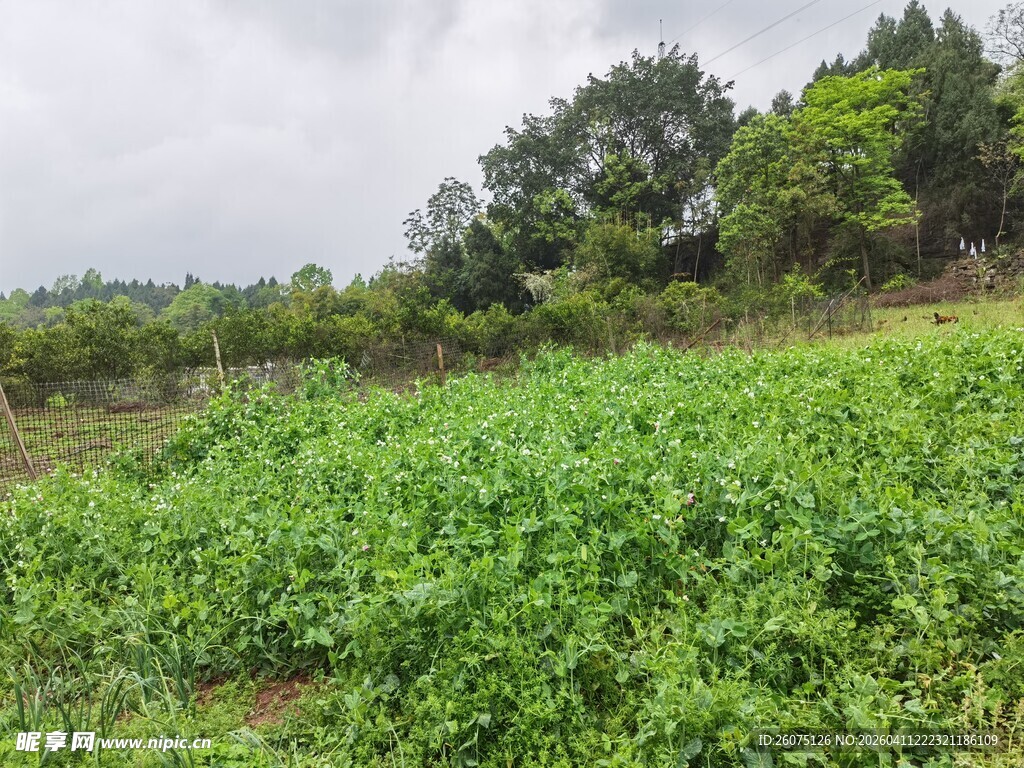 绿意盎然的田野风光