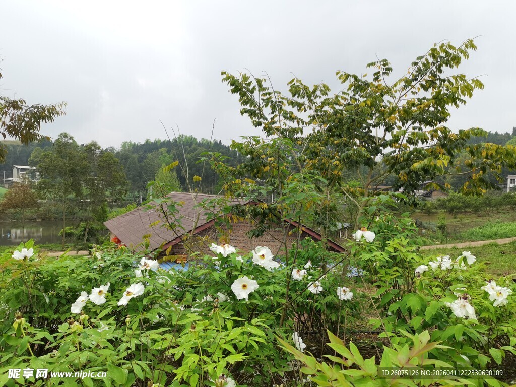 绿意盎然的花园景致
