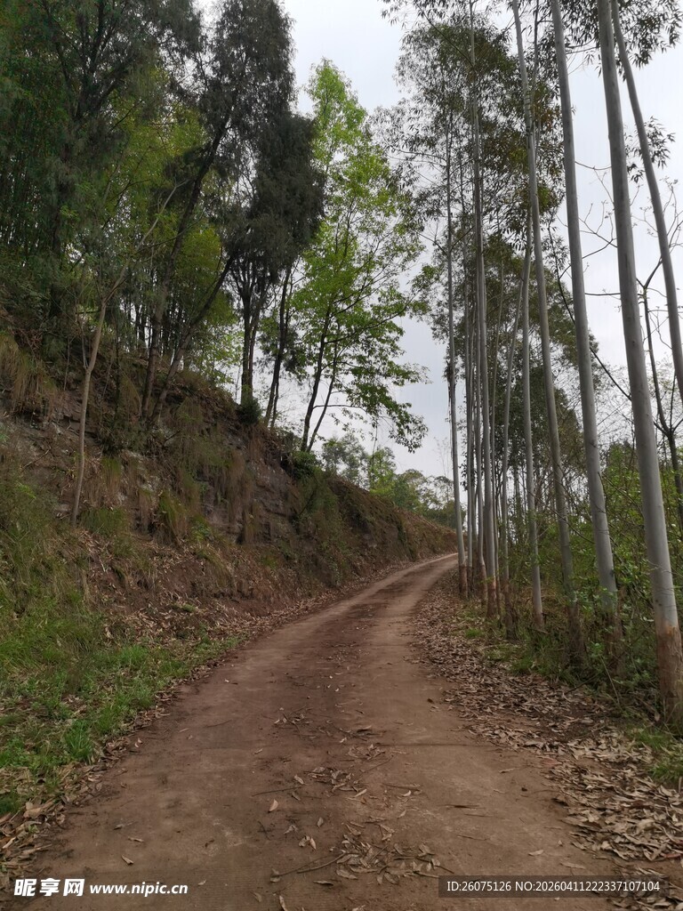 山间土路静谧树林风景