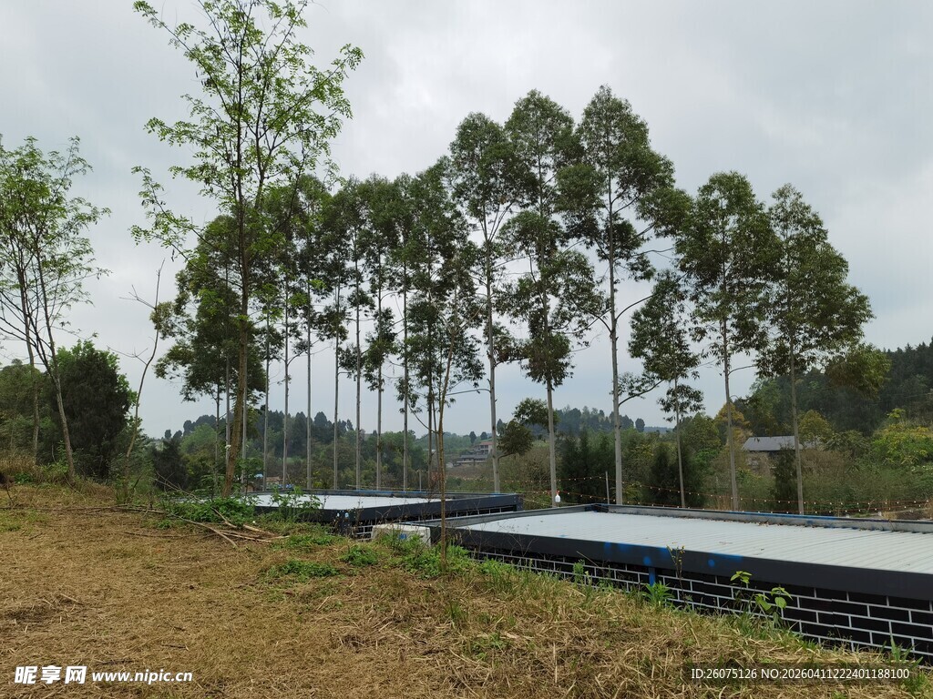 户外树林旁的开阔场景