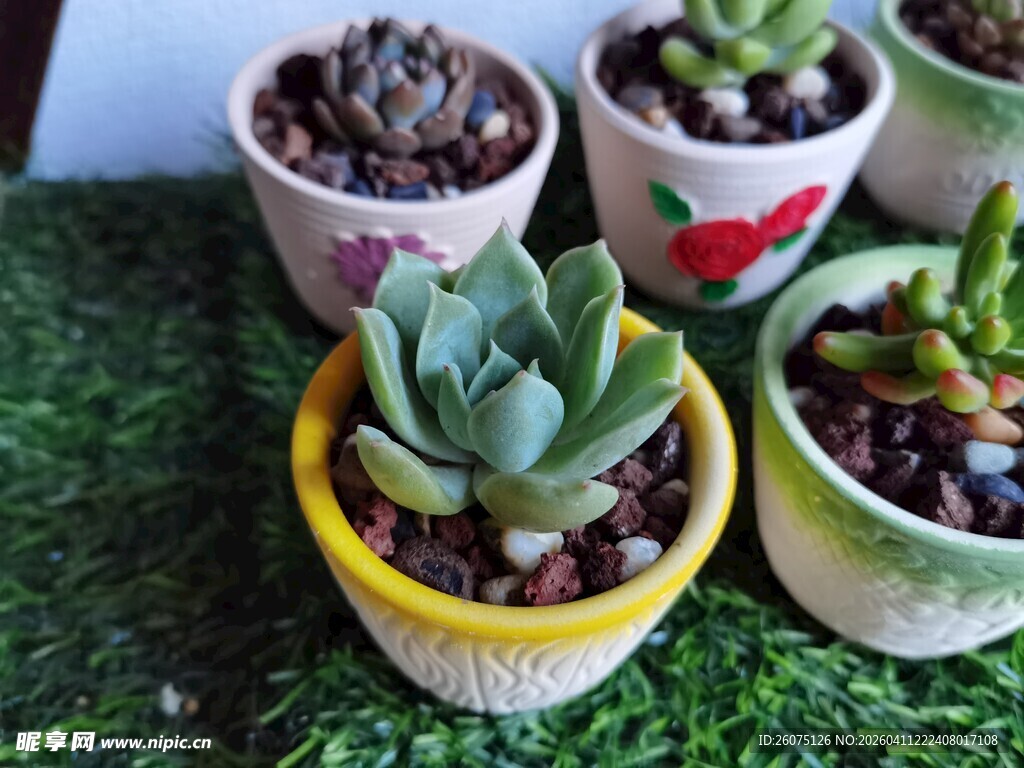 可爱多肉盆栽展示
