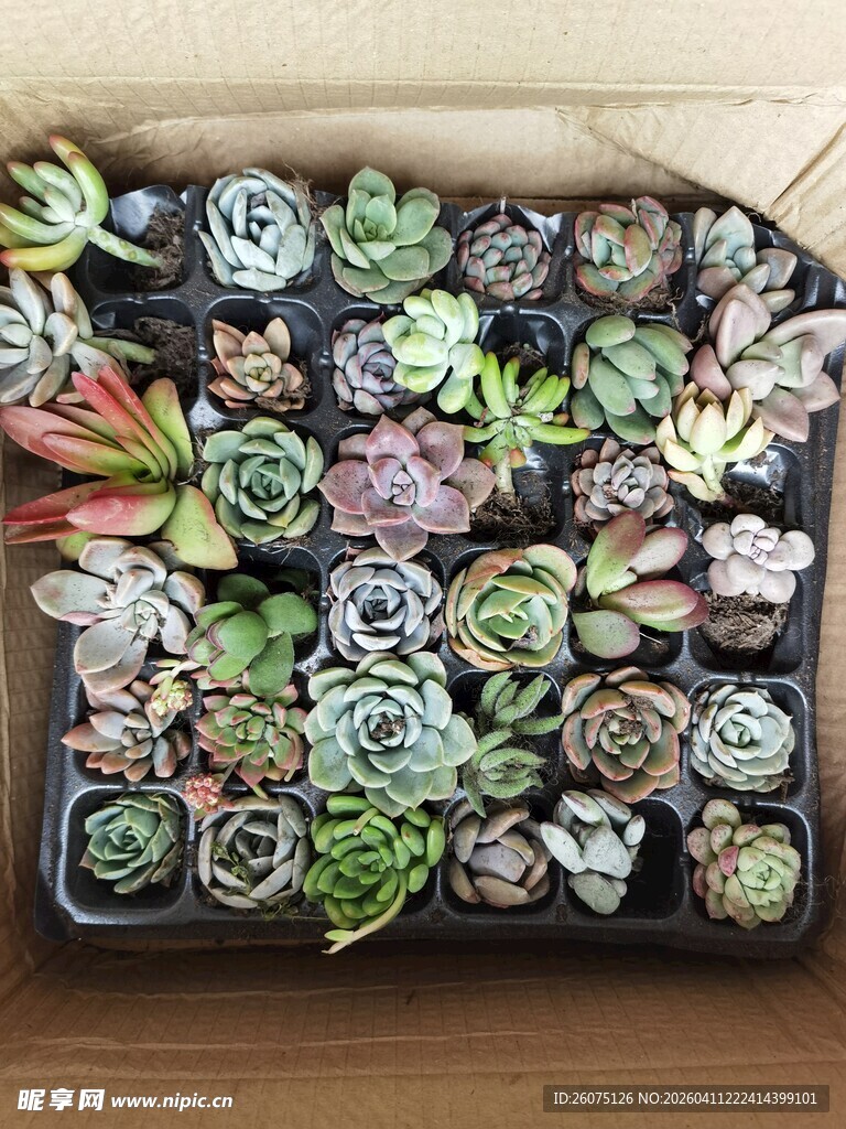 多彩多肉植物组合