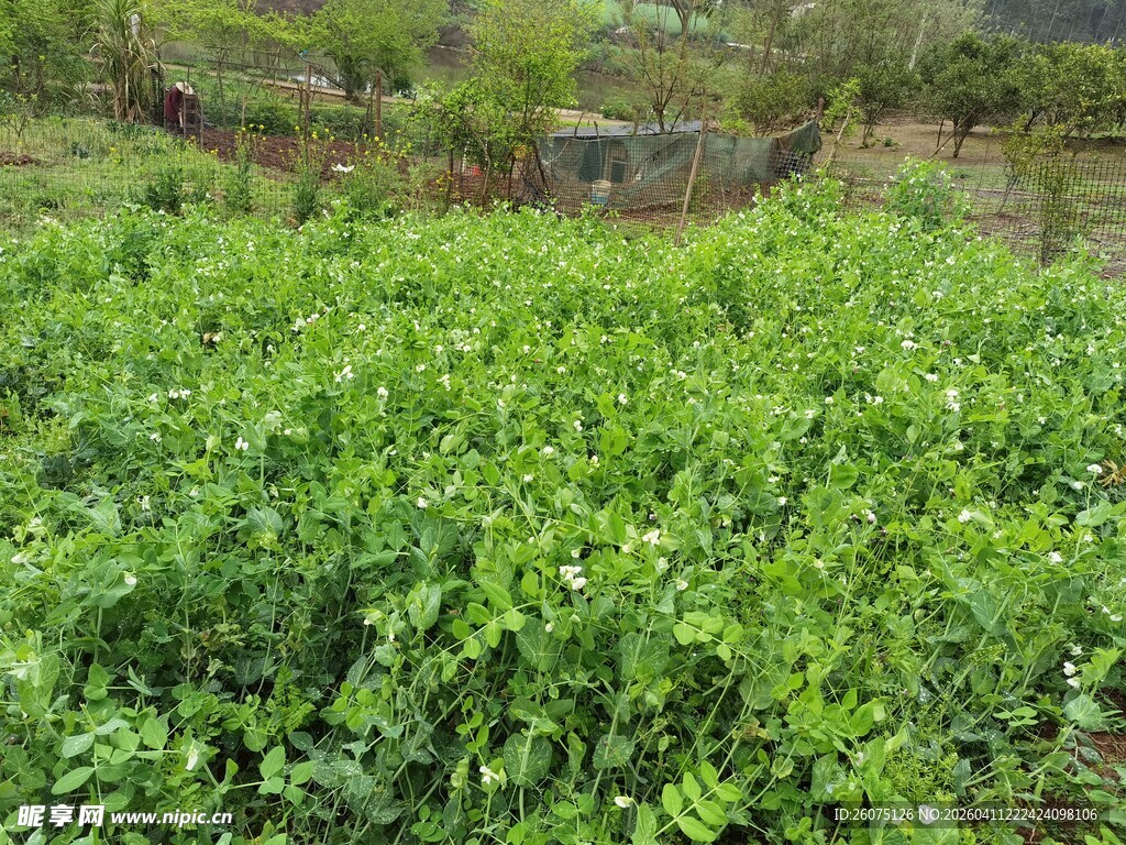 绿意盎然的植物田地