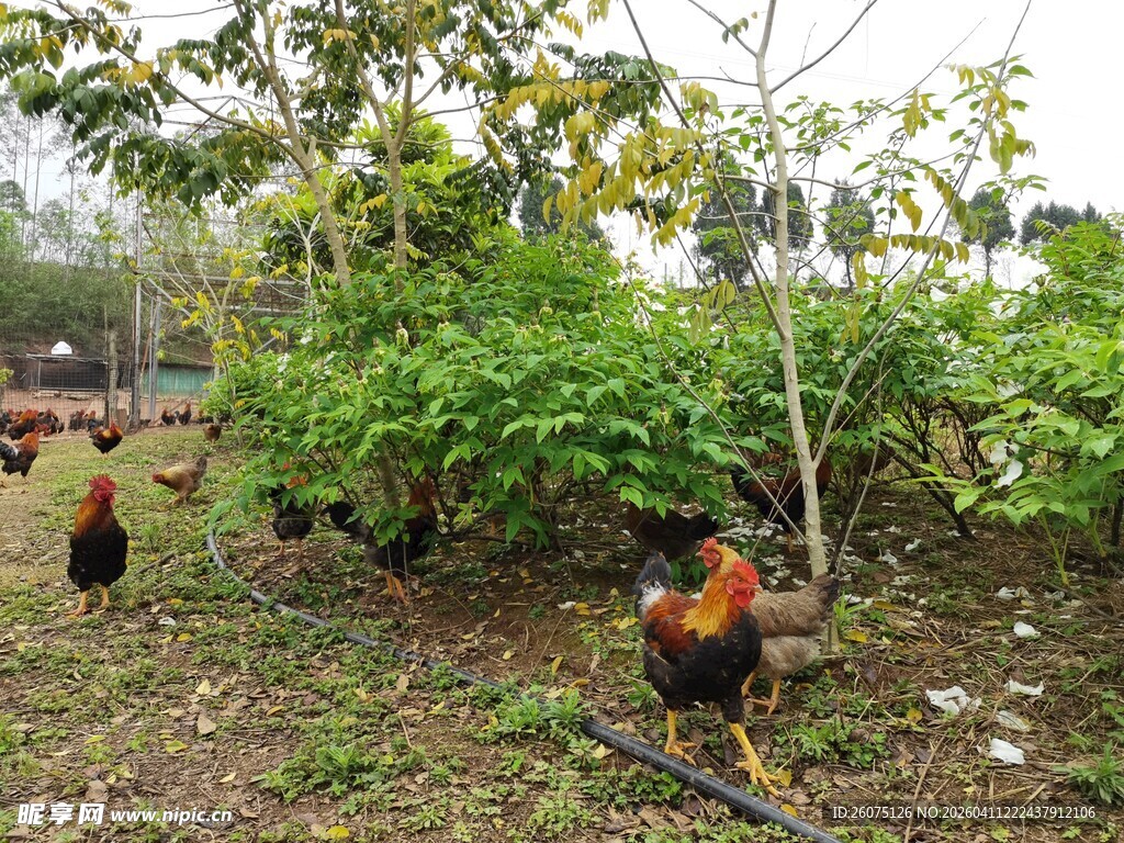 田园中觅食的多彩鸡群