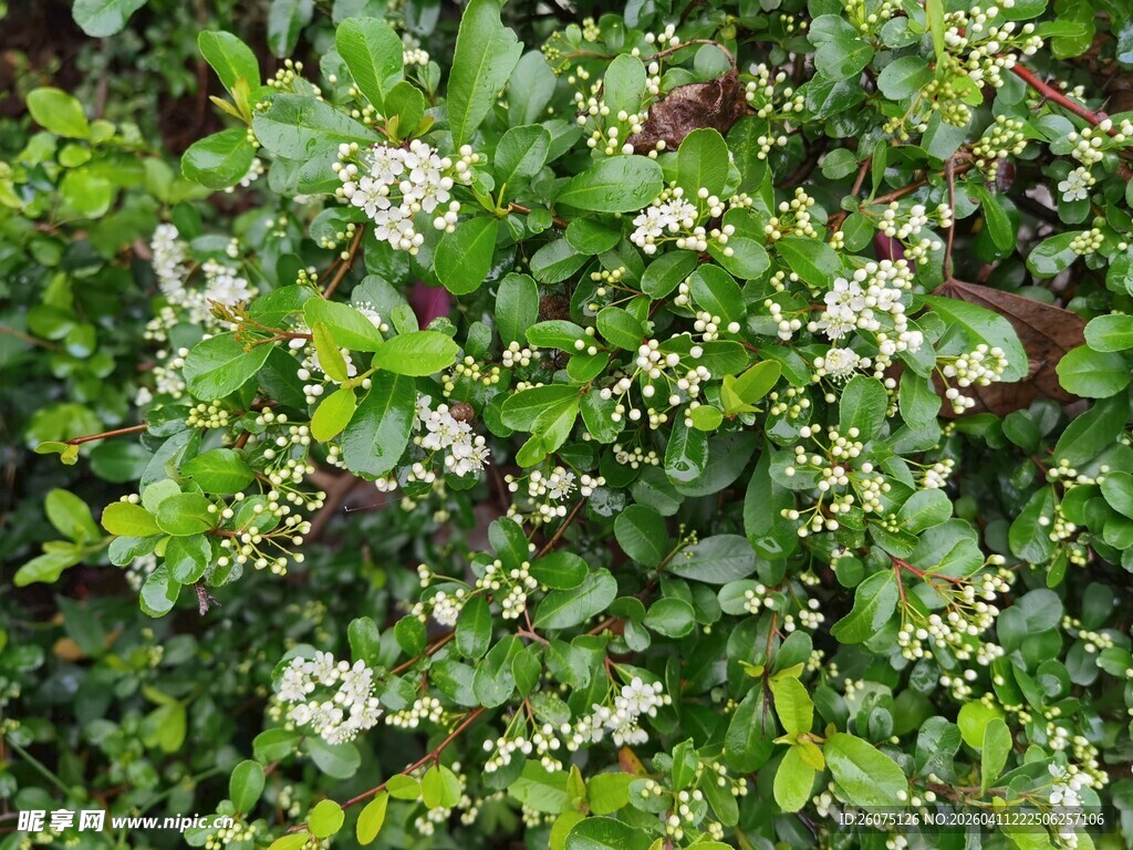 绿叶白花的繁茂植物