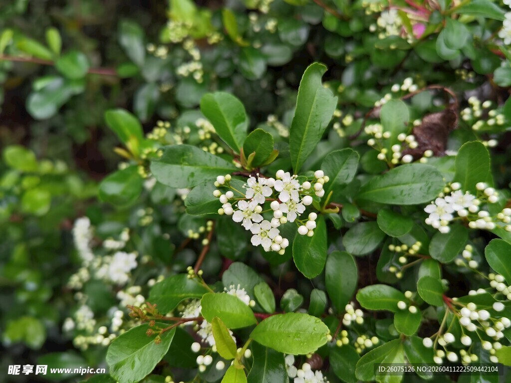 绿叶白花的繁茂植物
