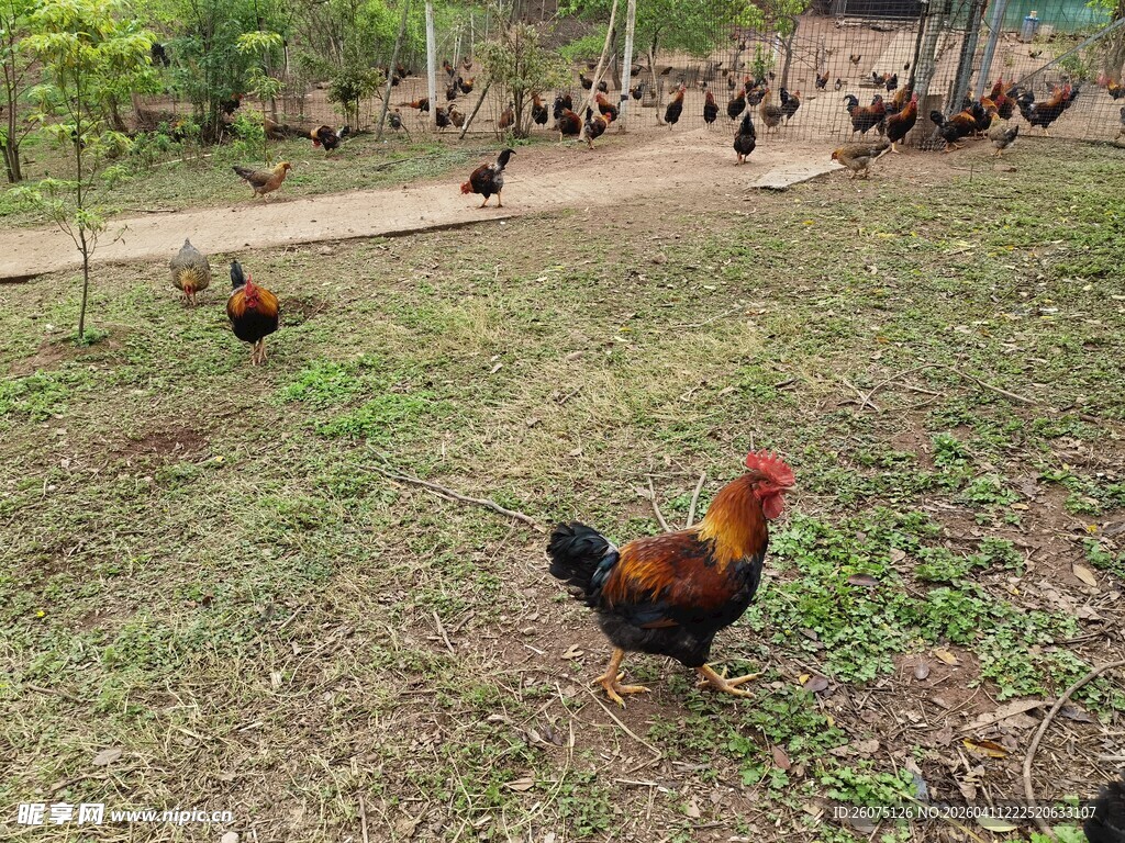 林间散养鸡群