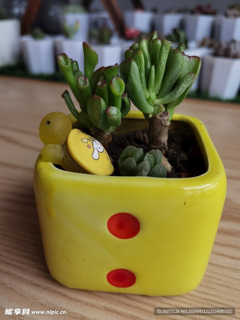 黄色奶酪盆栽中的多肉植物