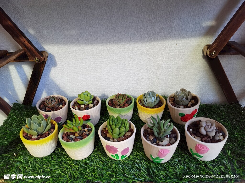 多彩盆栽小景萌趣多肉