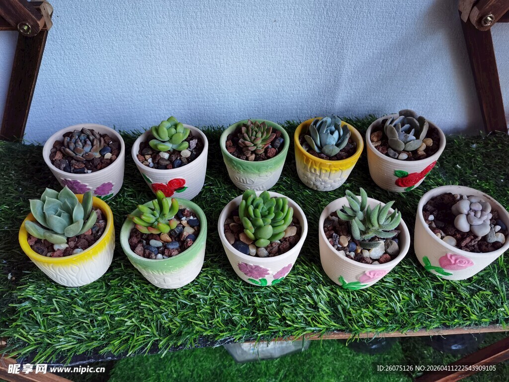多彩多肉盆栽摆放在绿草地上