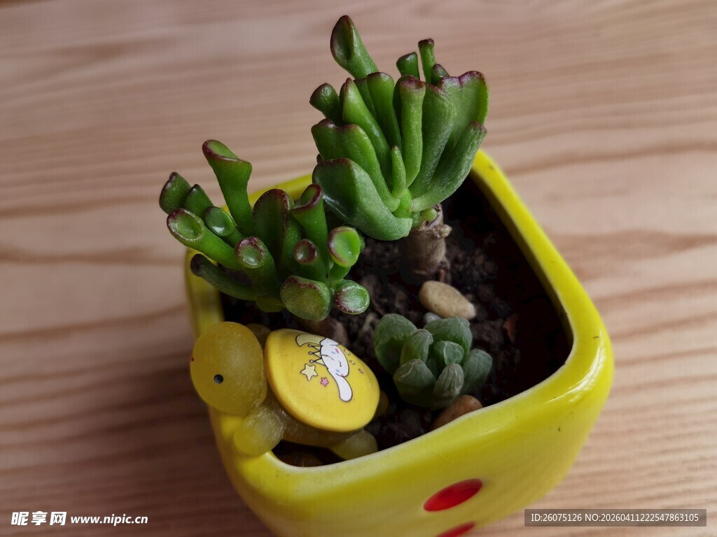 黄色花盆中的可爱多肉