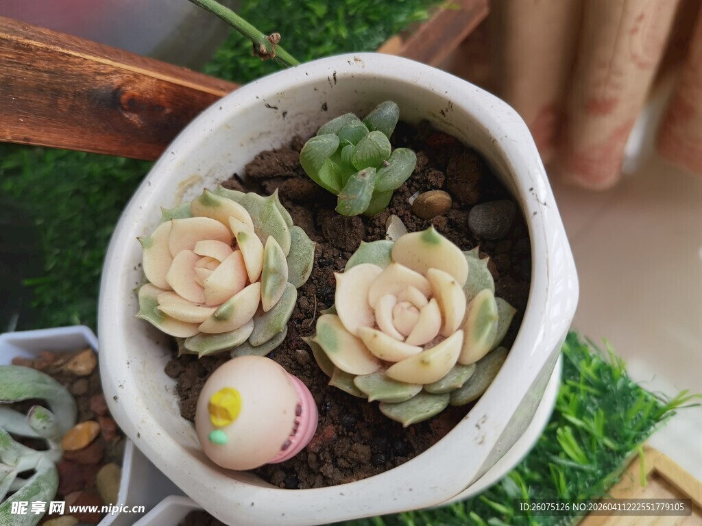 精致多肉盆栽小景