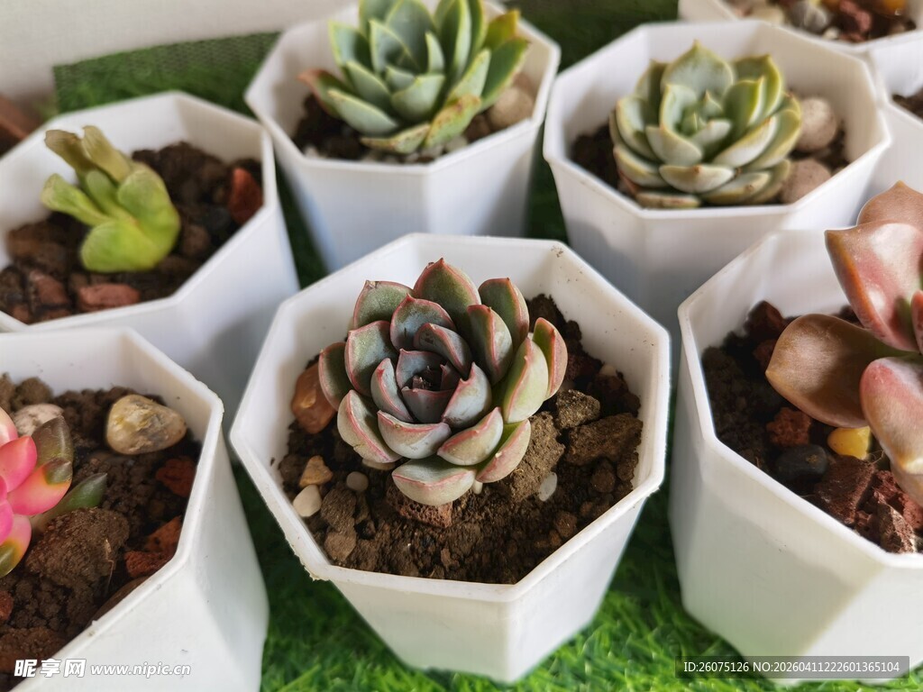 可爱多肉盆栽组合