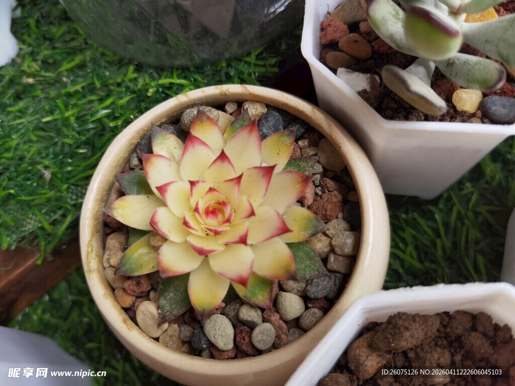 精致盆栽多肉植物展示