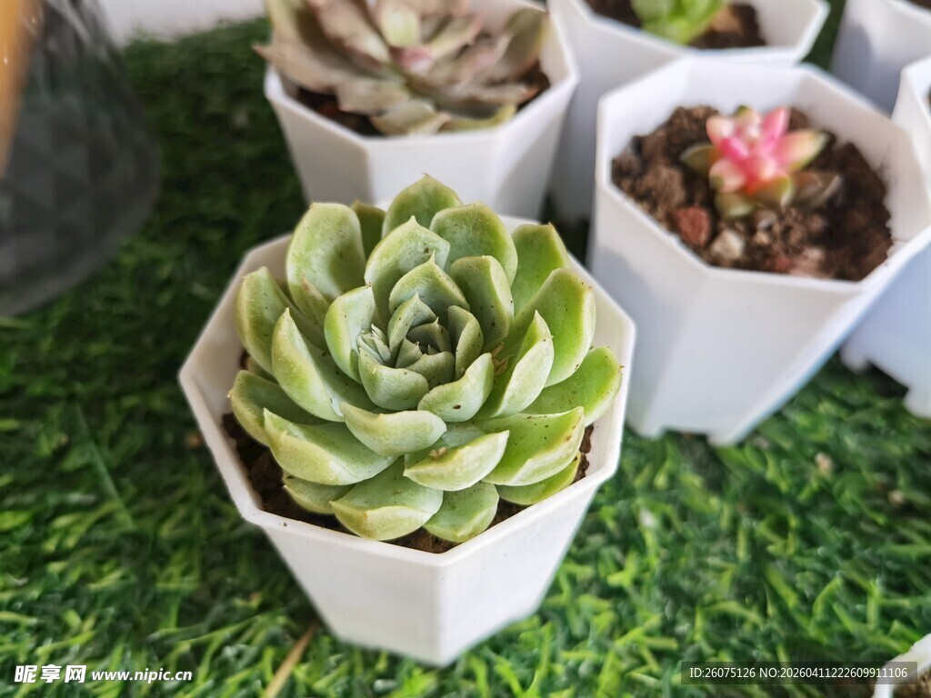 可爱多肉植物盆栽展示