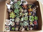 多肉植物大合集