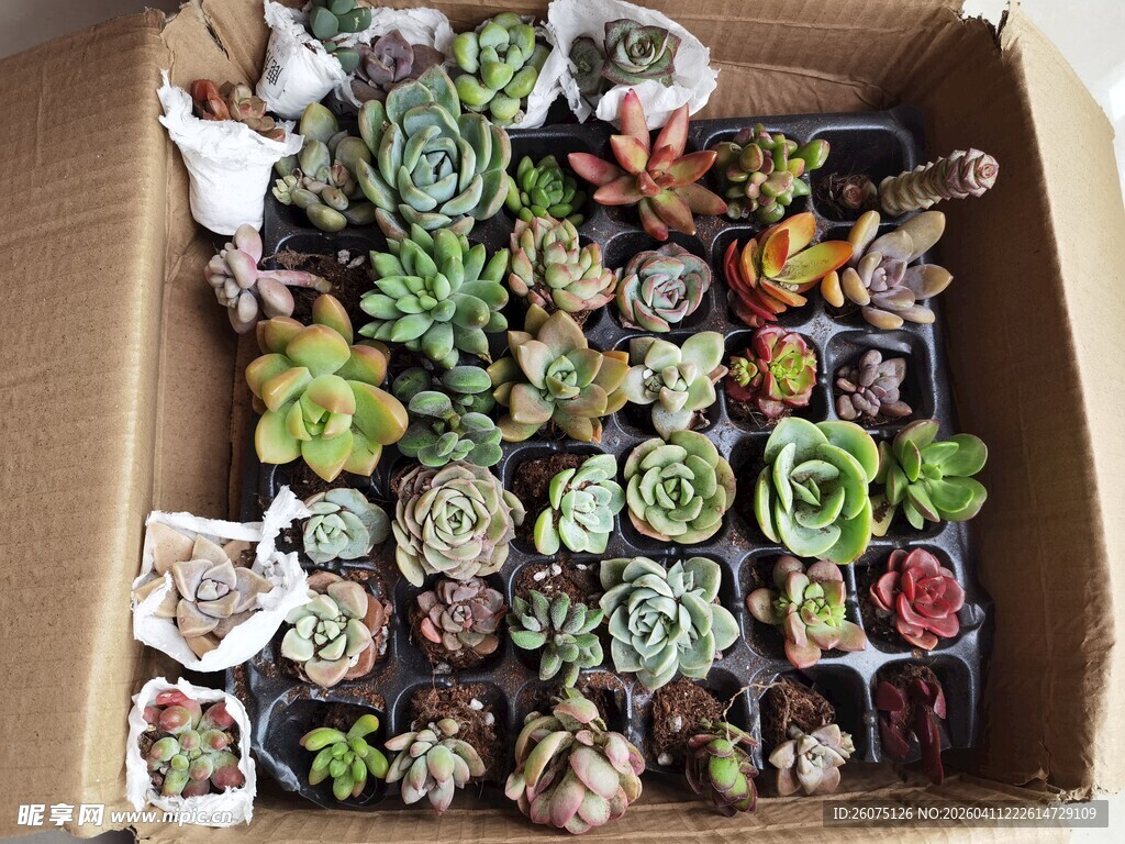 多肉植物大合集