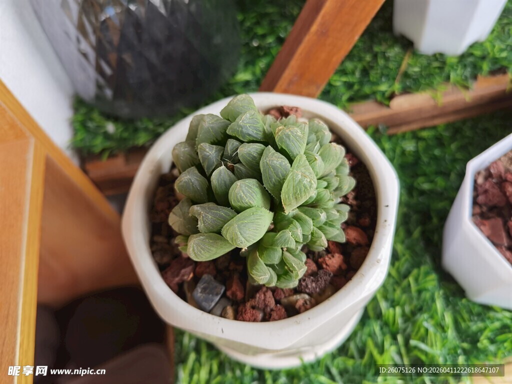 可爱多肉盆栽绿意盎然