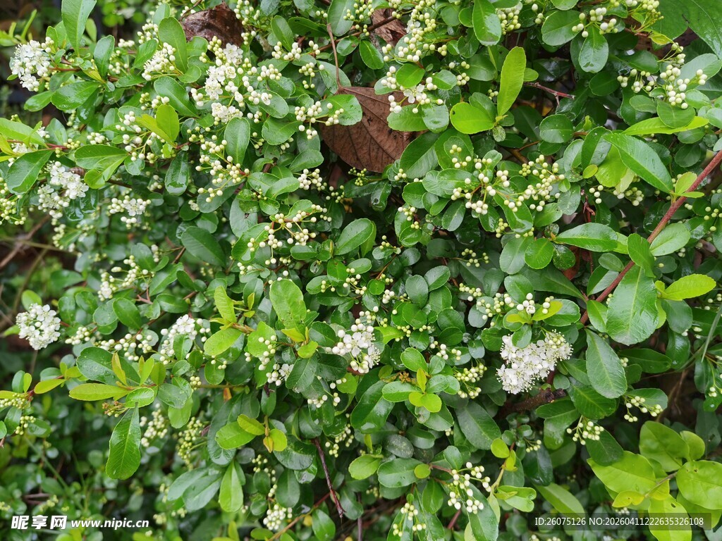 绿叶白花植物景观