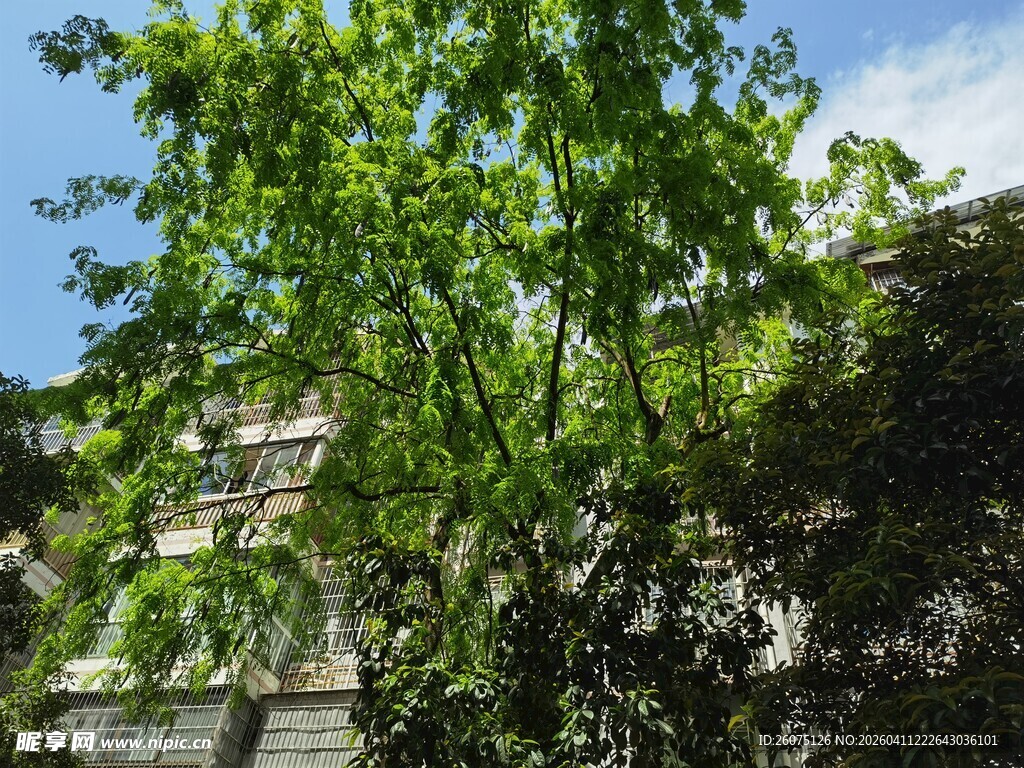 绿树掩映下的古老建筑