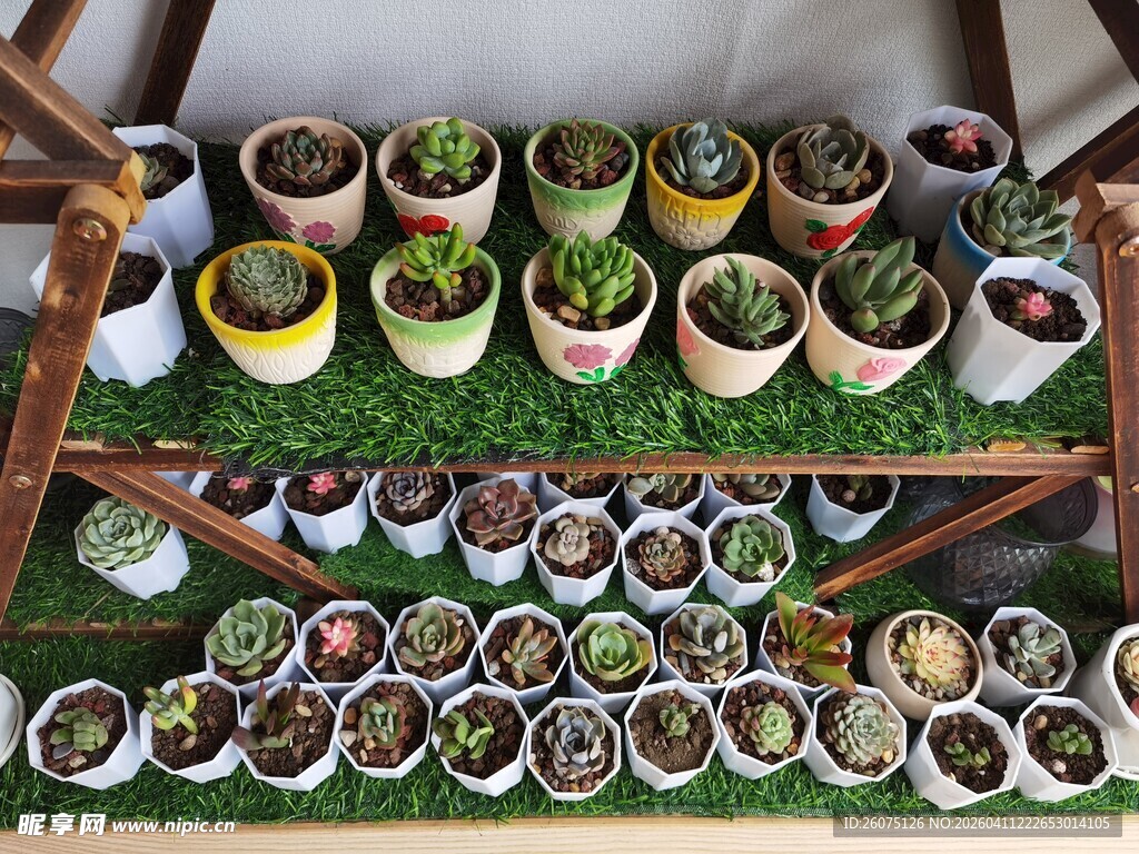 多层架上多彩盆栽展示