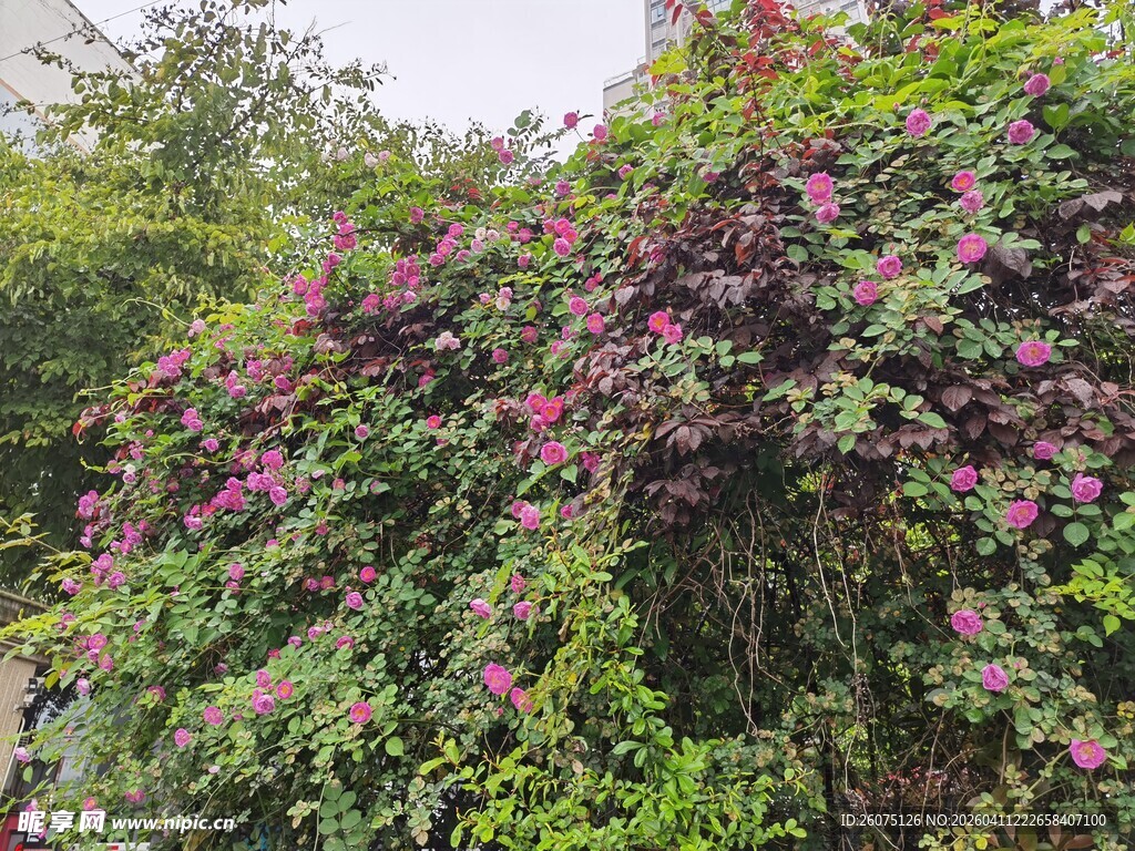 繁花绿藤装点的自然景致