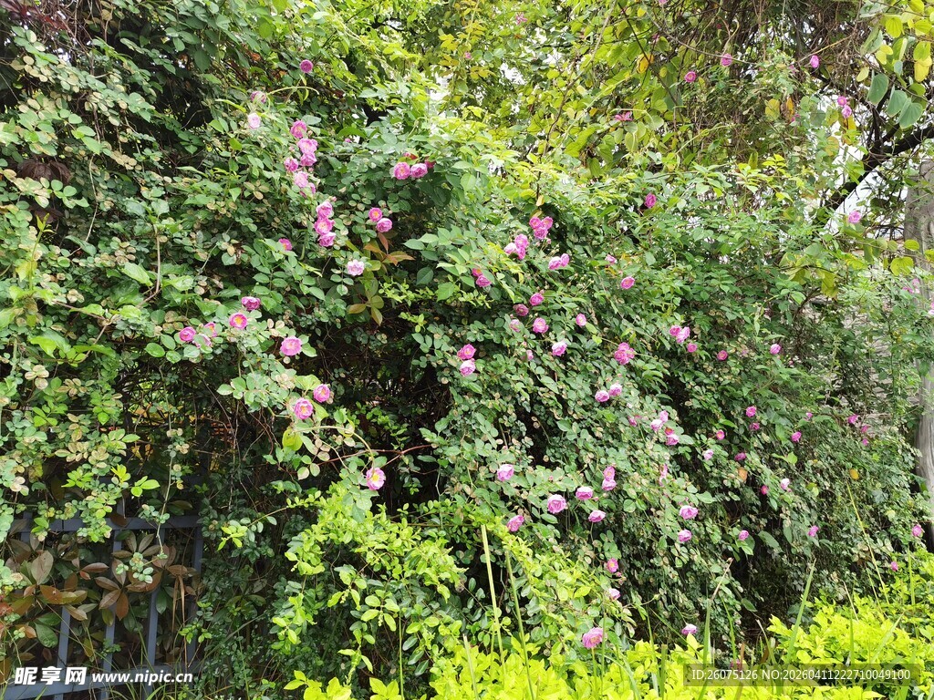 繁茂绿植墙生机盎然景