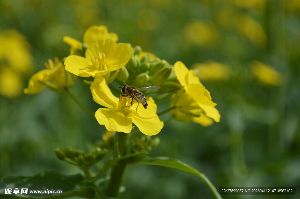 油菜花
