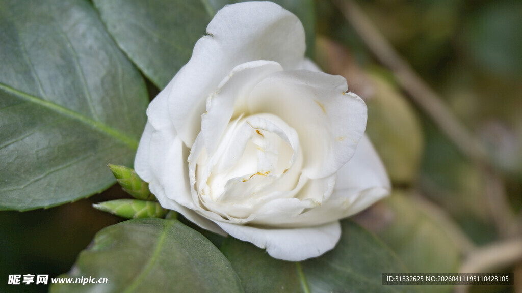 洁白茶花绽放绿叶间