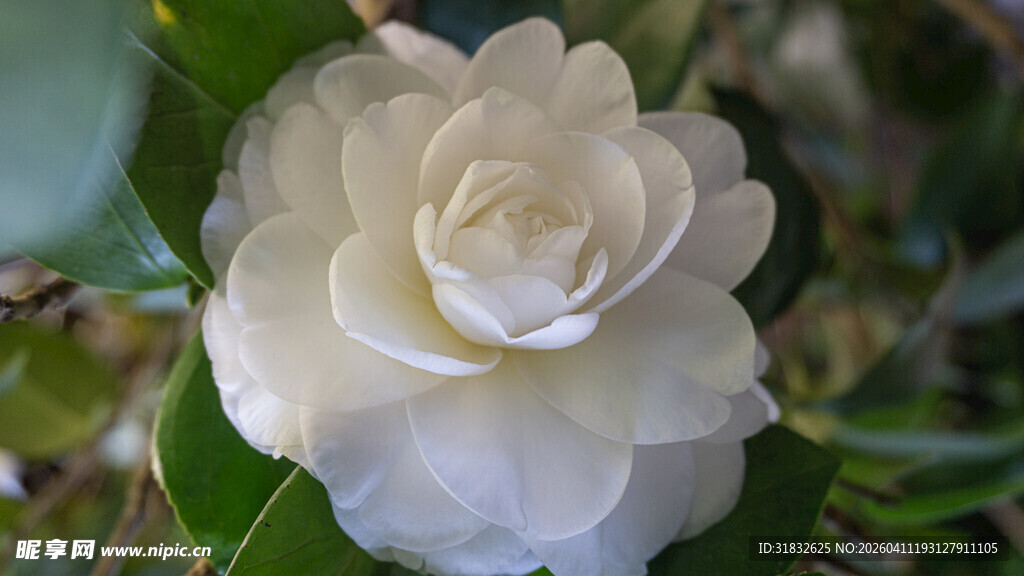 洁白山茶花绽放