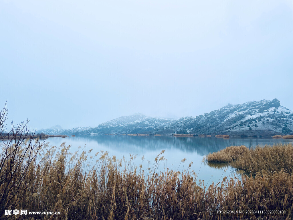 冬日湖畔芦苇