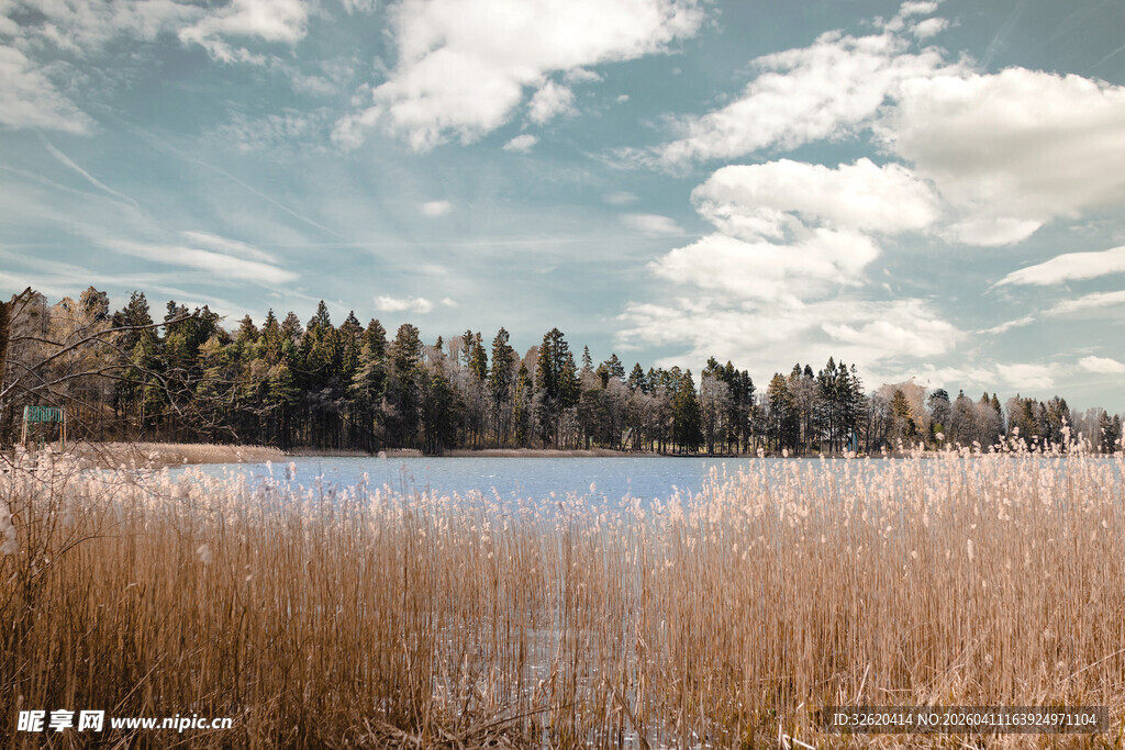 湖畔芦苇与蓝天绿树