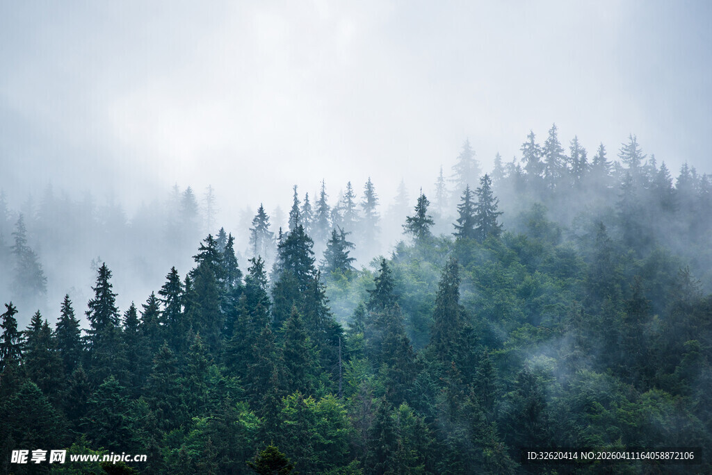 云雾缭绕的茂密森林
