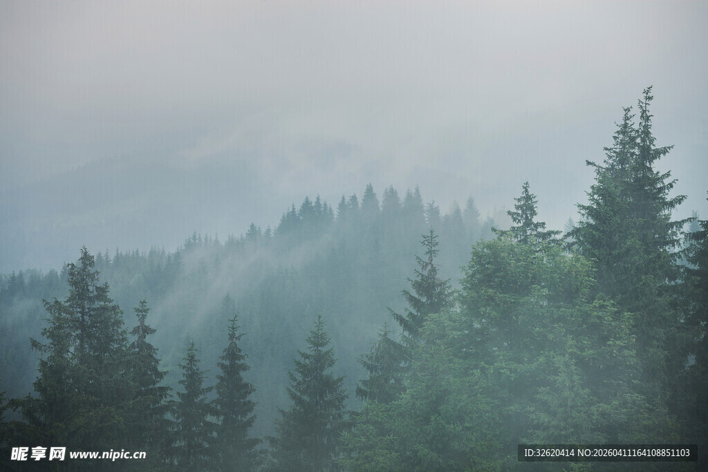 雾中葱郁森林景观