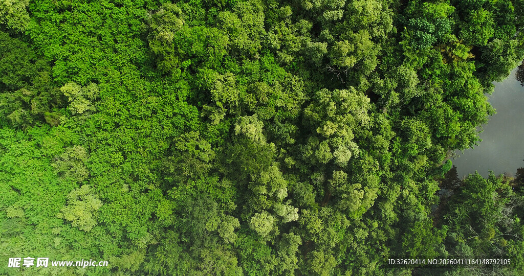 俯瞰葱郁森林与水域