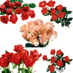 多彩靓丽花卉组合展示