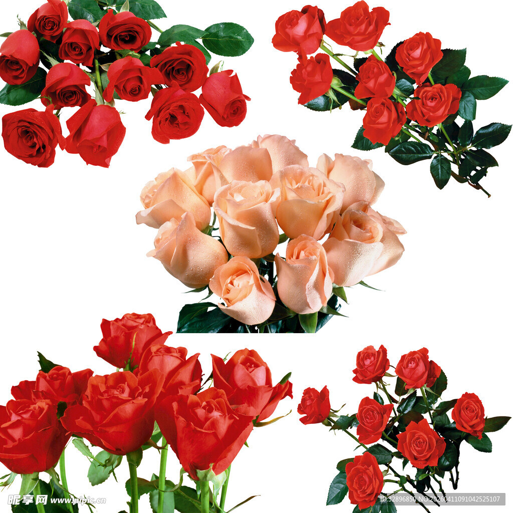 多彩靓丽花卉组合展示